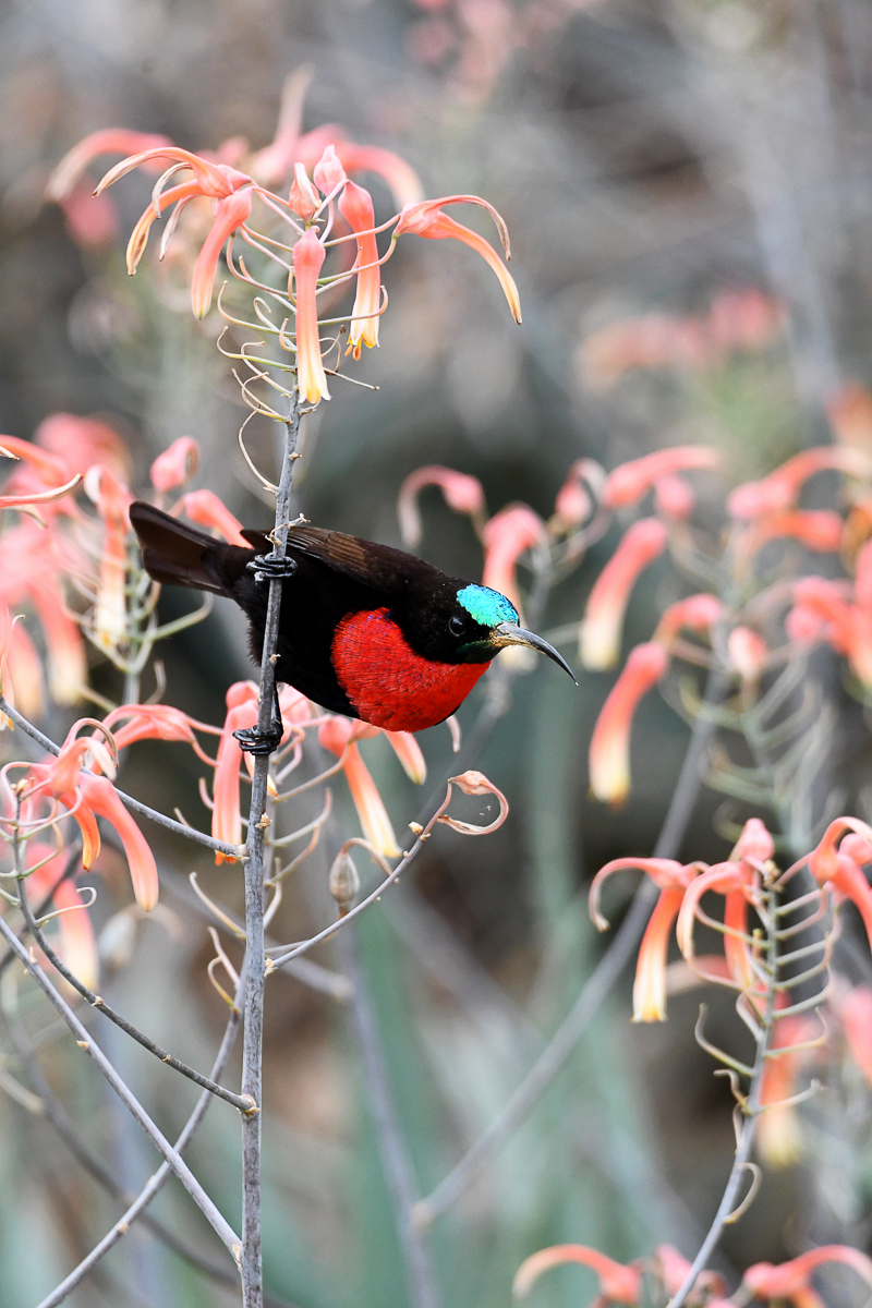 Scarlet chested sunbird