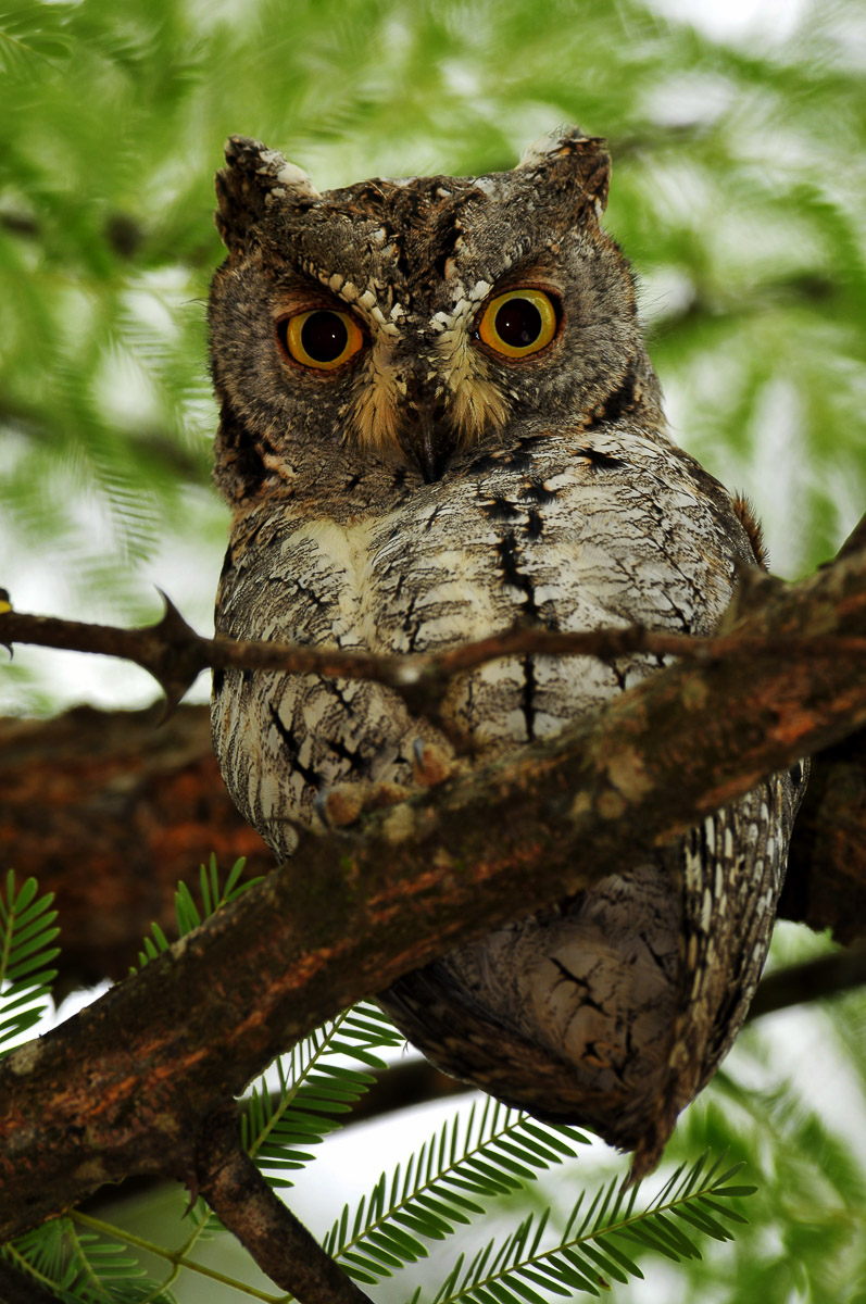 Scops owl in Satara camp