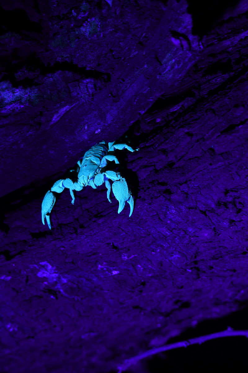 Scorpion found in Mopane tree in Letaba camp