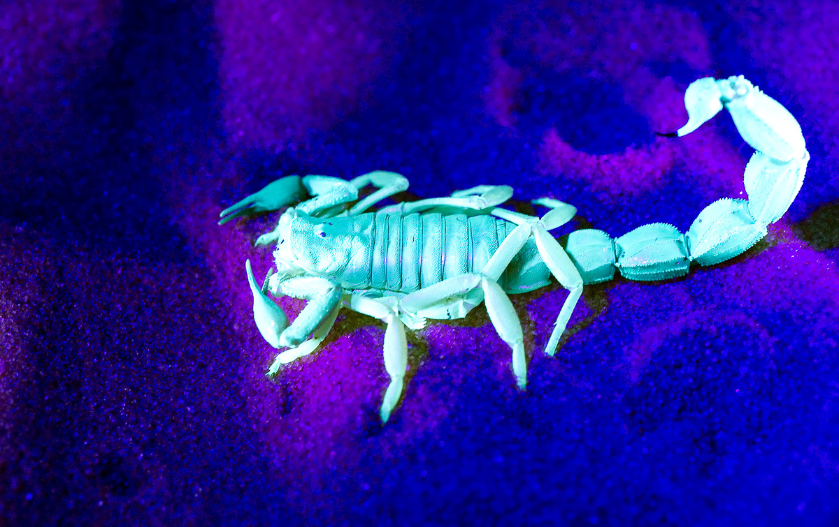 Scorpion found at Nossob camp