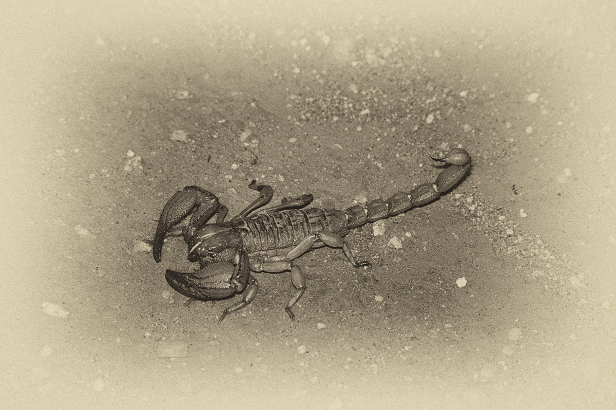 Scorpion image taken at Makalali Lodge near Hoedspruit