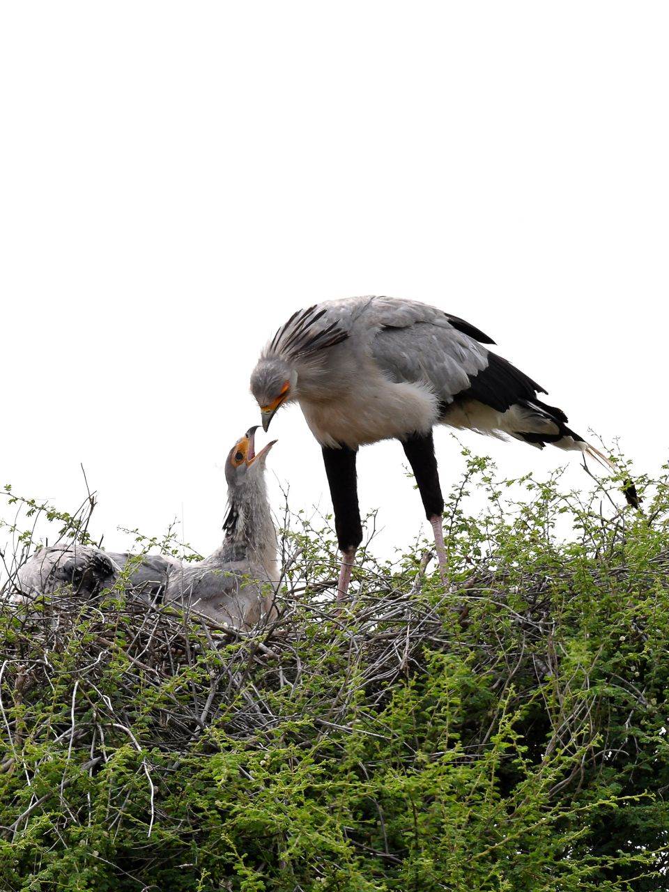 Secretary bird feeding chick