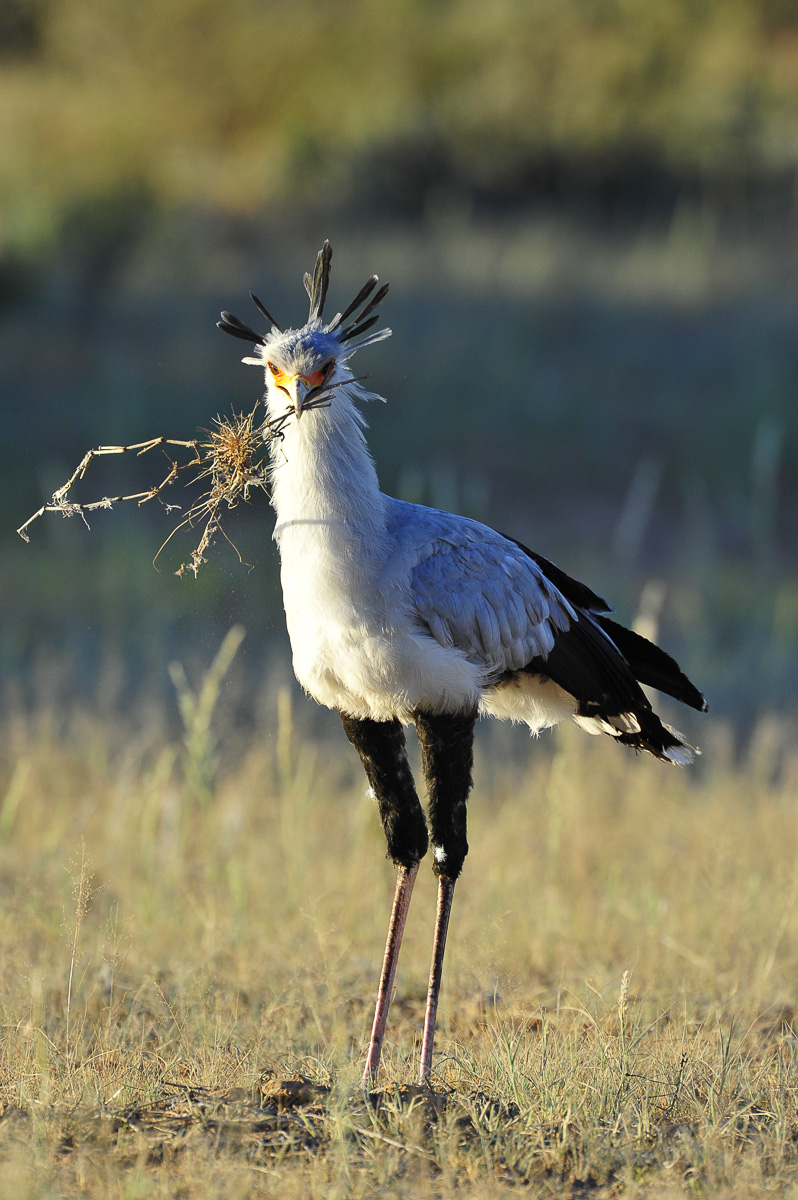 Secretary bird collecting sticks near the waterhole at Urikaruus
