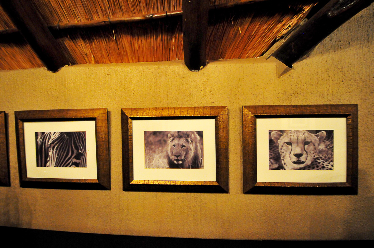 Shawns pics at Tshukudu Lodge