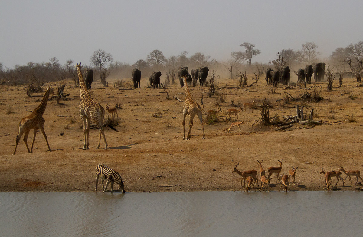 Large herds of animals come to drink at Shimangwaneni dam on the S36 in the Kruger National Park