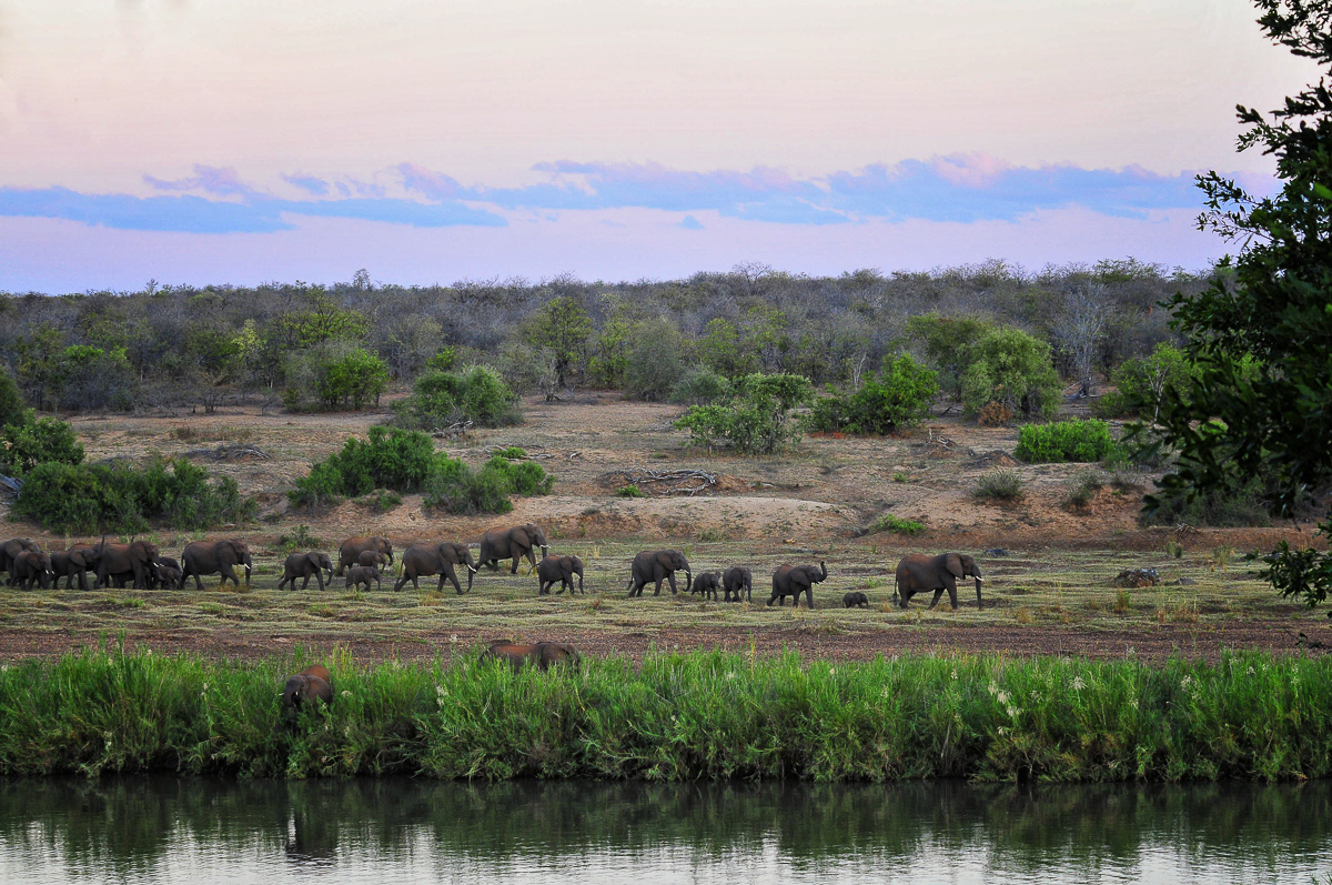 Elephants on the river bank at Shimuwini