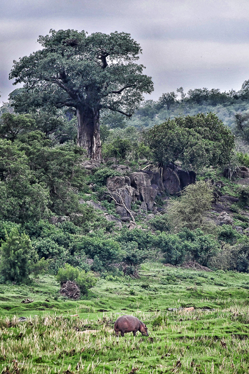 Shimuwini baobab and Hippo