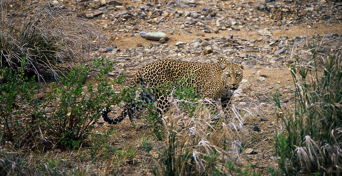 Shingwedzi leopard in riverbed