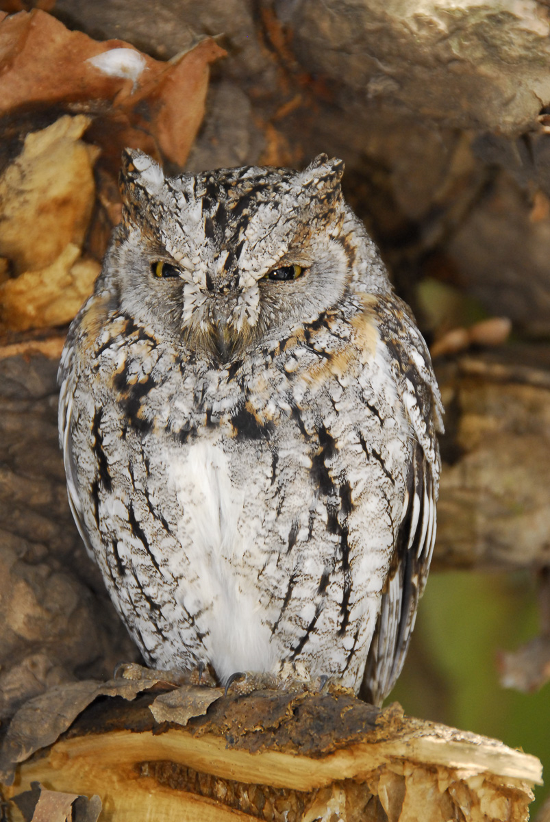 African Scops owl at Shingwedzi