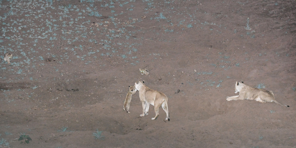 Lions from Shingwedzi high level bridge