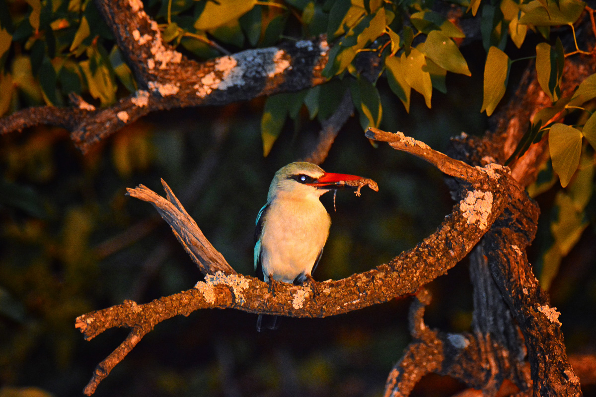 Woodland kingfisher with gecko