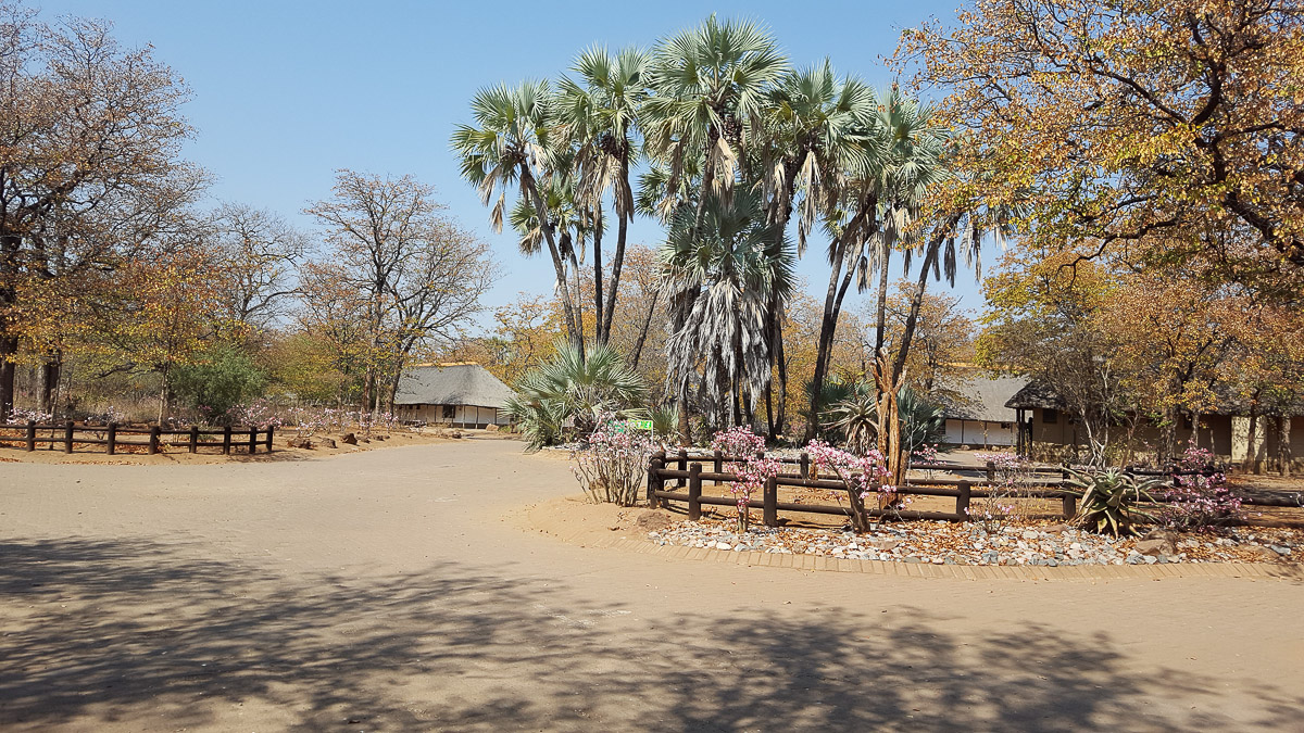 Shingwedzi camp palm trees