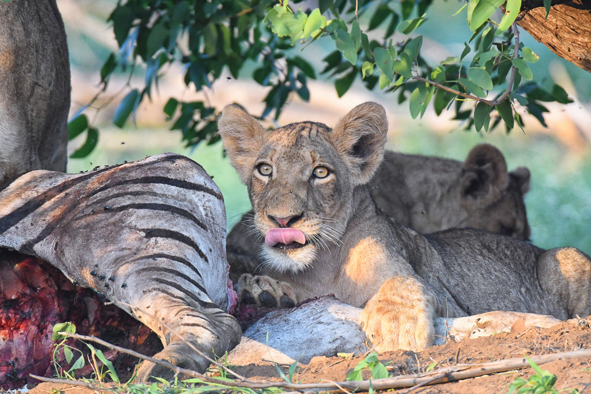 lion cub licking at a kill near Shingwedzi