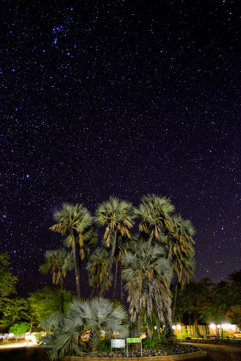stars with palms trees in Shingwedzi camp