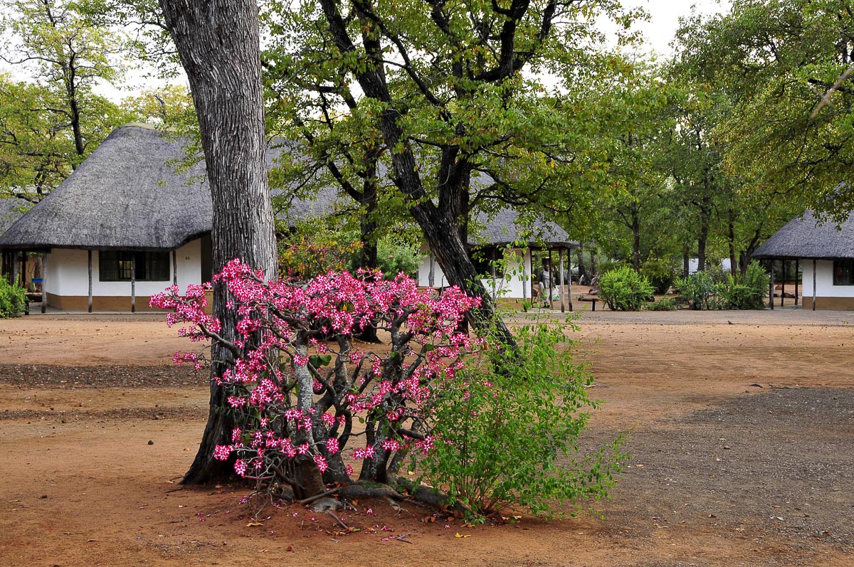 Shingwedzi family cottage with Ipala lilies