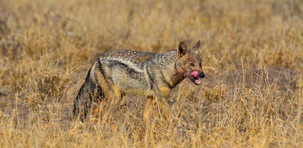 Side-striped Jackal on the S50 near Mopani camp