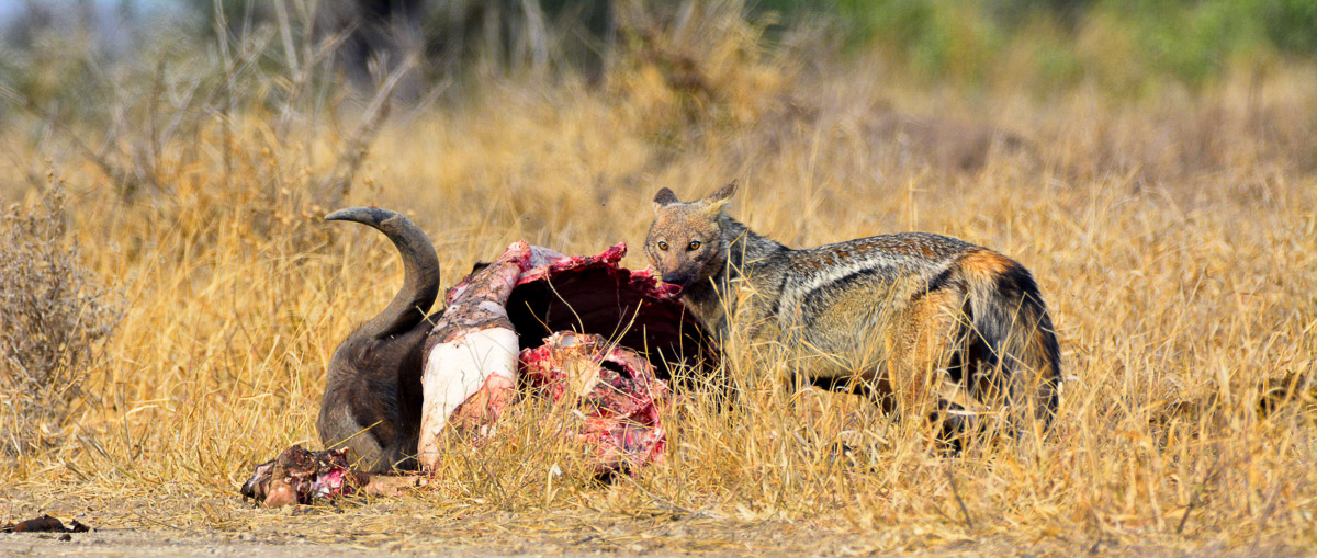Sidestriped Jackal eating on a buffalo kill, photographed on a self-drive on the S50 near Mopani camp in the Kruger National Park