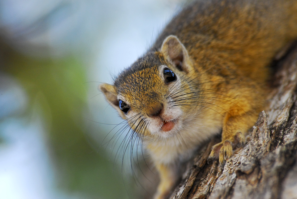 Sirheni Bushveld camp Tree squirrel