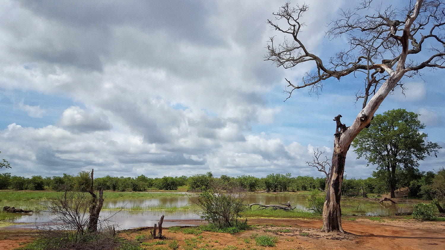 Skipukuyila Pan on S131 near Letaba in the Kruger National Park