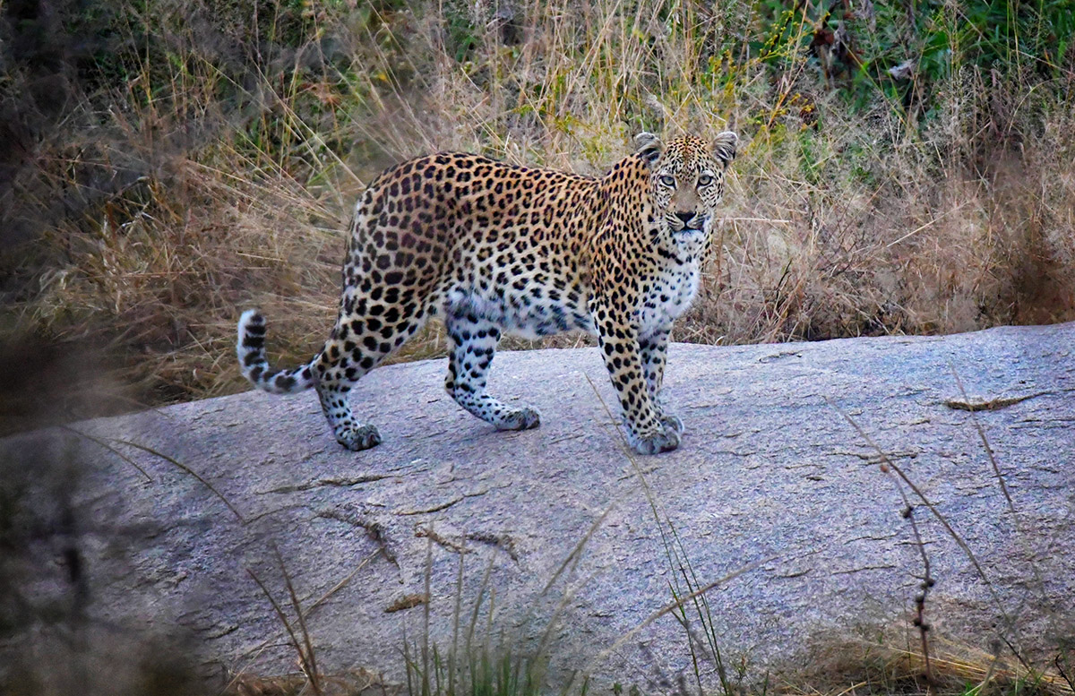 Skukuza Leopard on rock in Sabie Riverbed