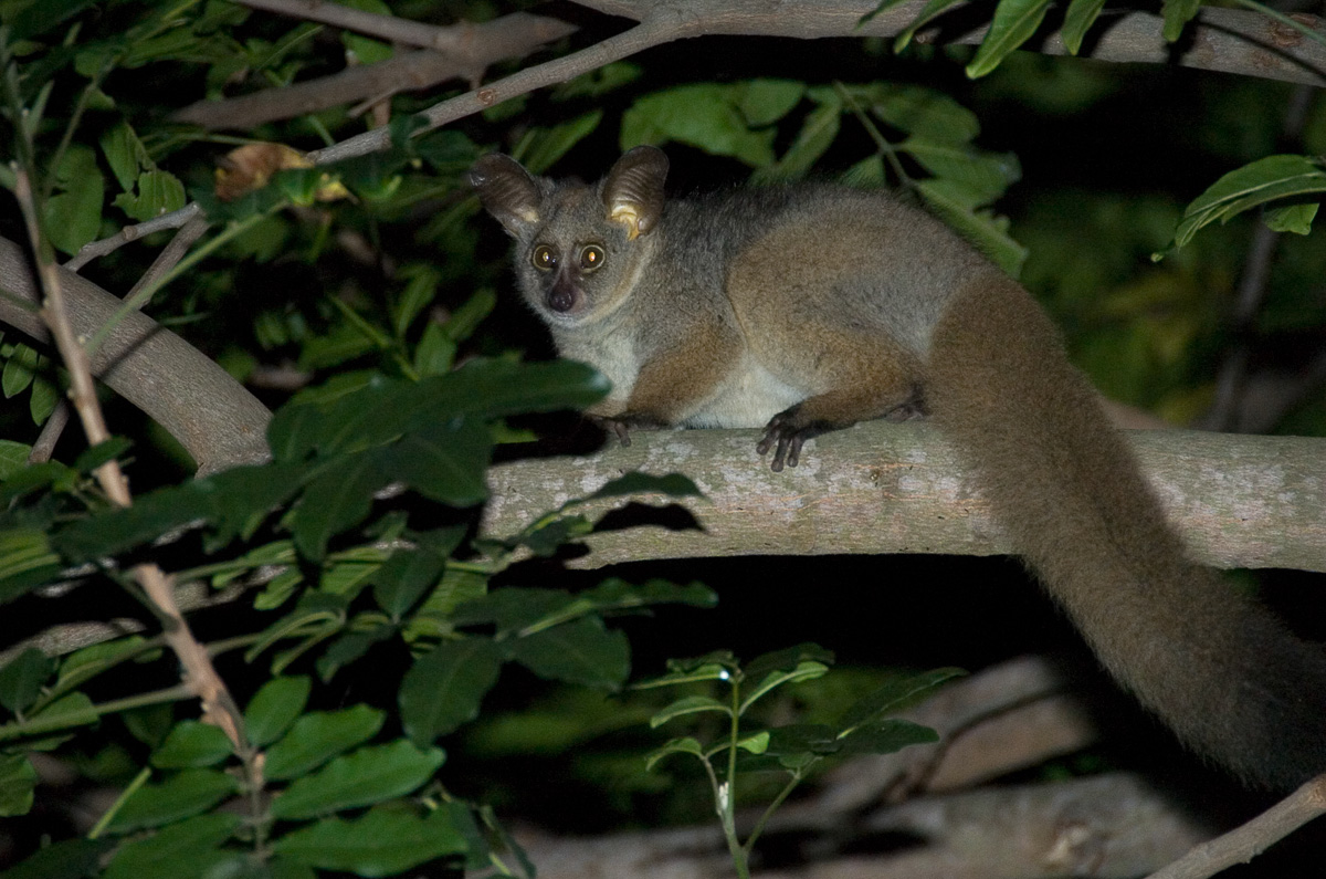 Skukuza Thick tailed Bush Baby