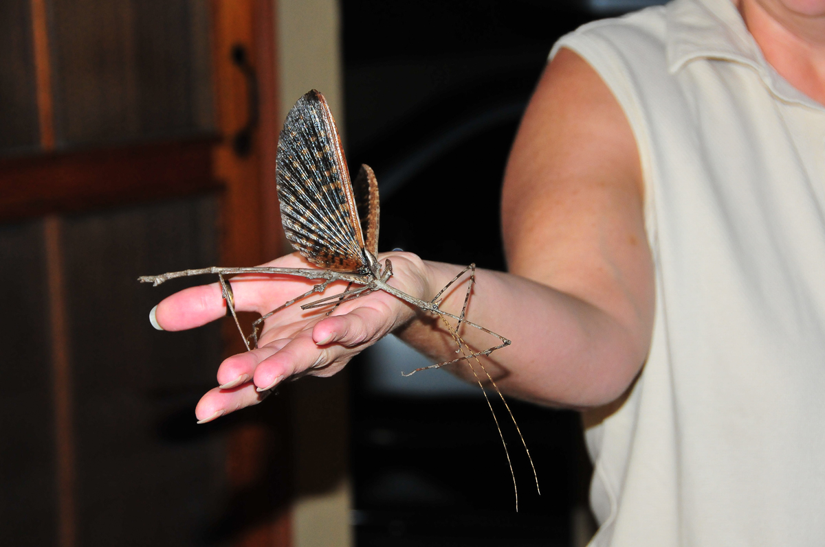 Skukuza Stick insect