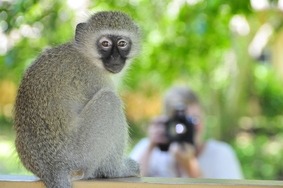 Vervet Monkey at Skukuza Bungalow