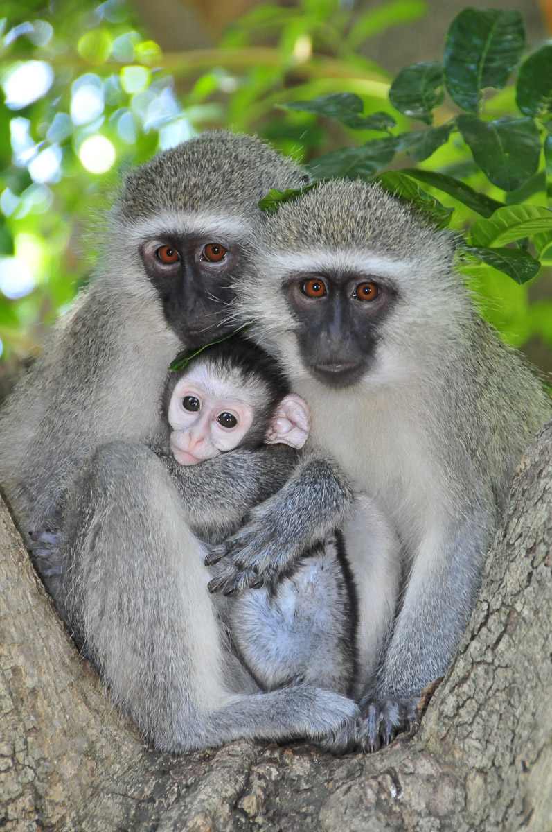 Vervet monkeys at our family bungalow in Skukuza