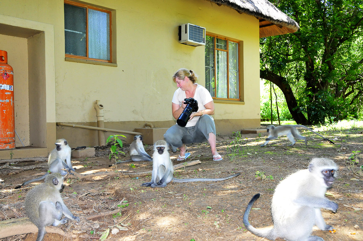 Skukuza visitors the Vervet Monkeys