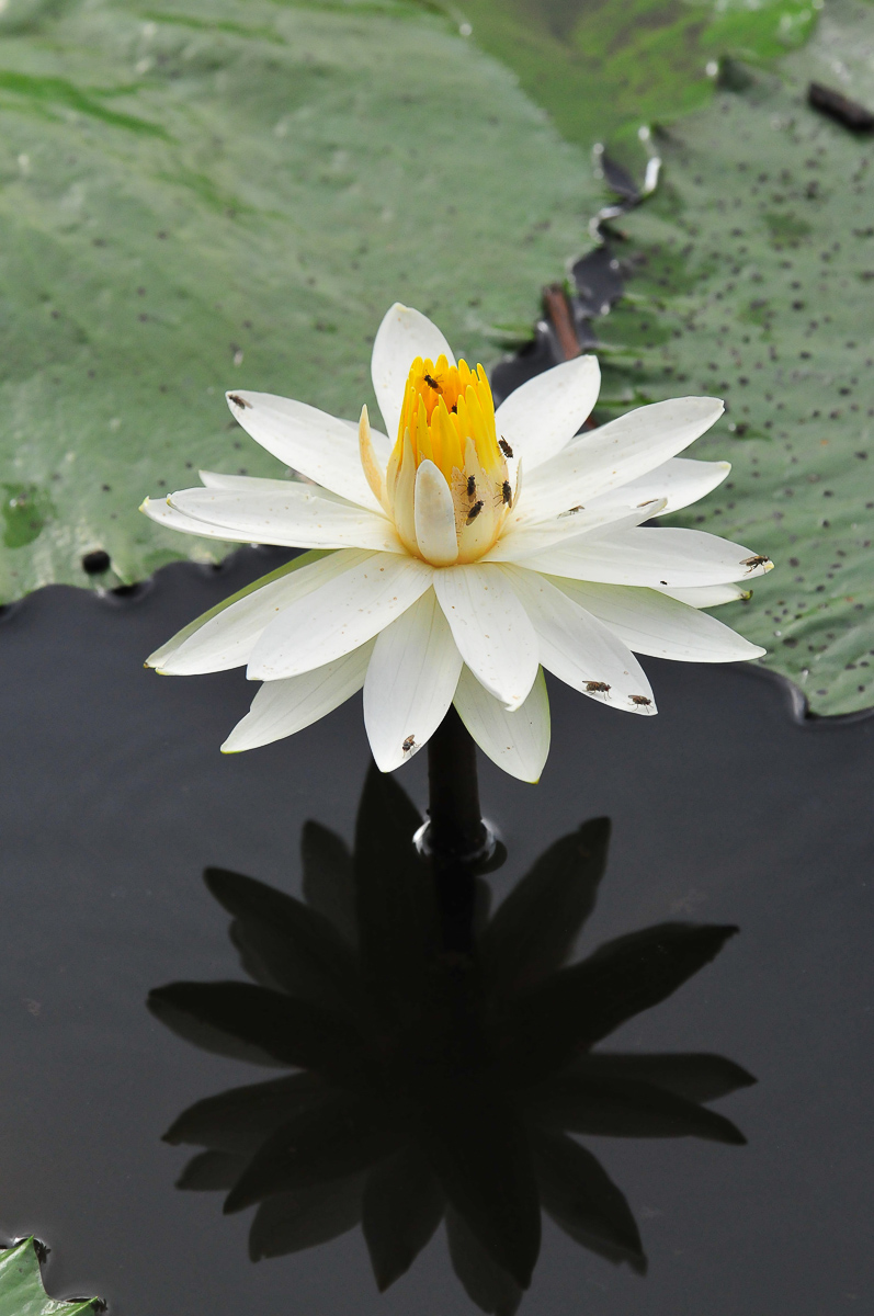 Skukuza water lily at the pond