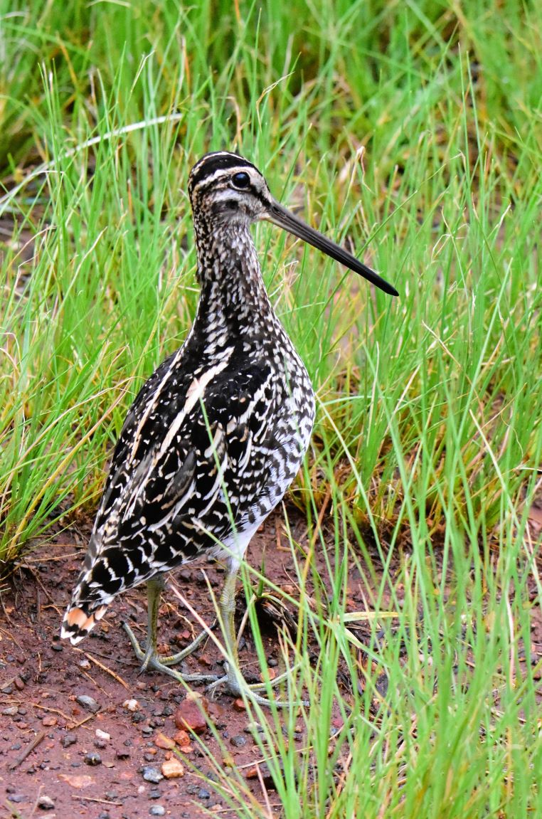 snipe snipe