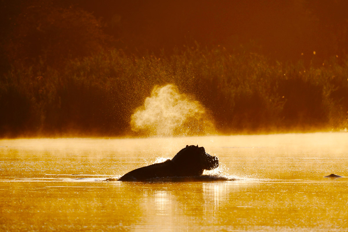 Sunrise Silhouette of Snorting hippo at Lake Panic Hide in the Kruger National Park