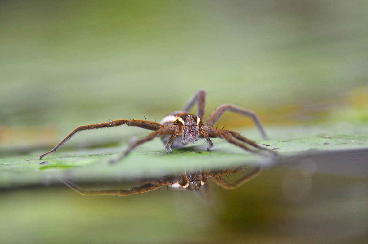 Spider on water lily leaf at pond in Skukuza camp in the Kruger National Park