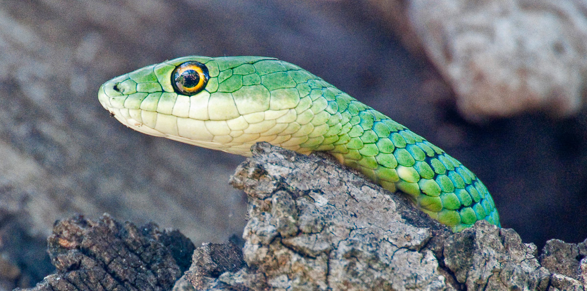 Spotted Bush snake taken at Ntandanyathi hide on the S28 between Croc Bridge and Lower Sabie camps in the Kruger National Park