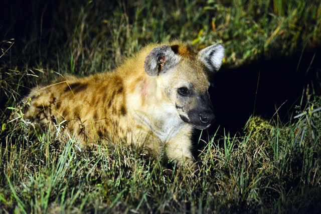 Spotted Hyena, image taken on a guided night drive at Umkumbe Lodge in Sabi Sands in the Greater Kruger National Park
