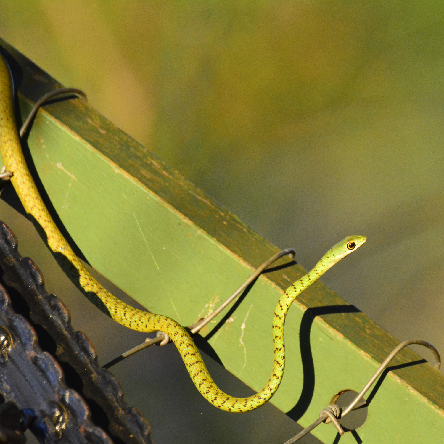 Spotted bush snake in Crocodile Bridge rest camp