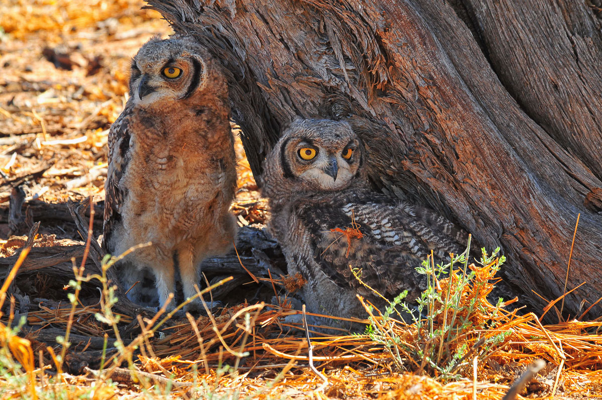 Spotted eagle owl chicks near KTC
