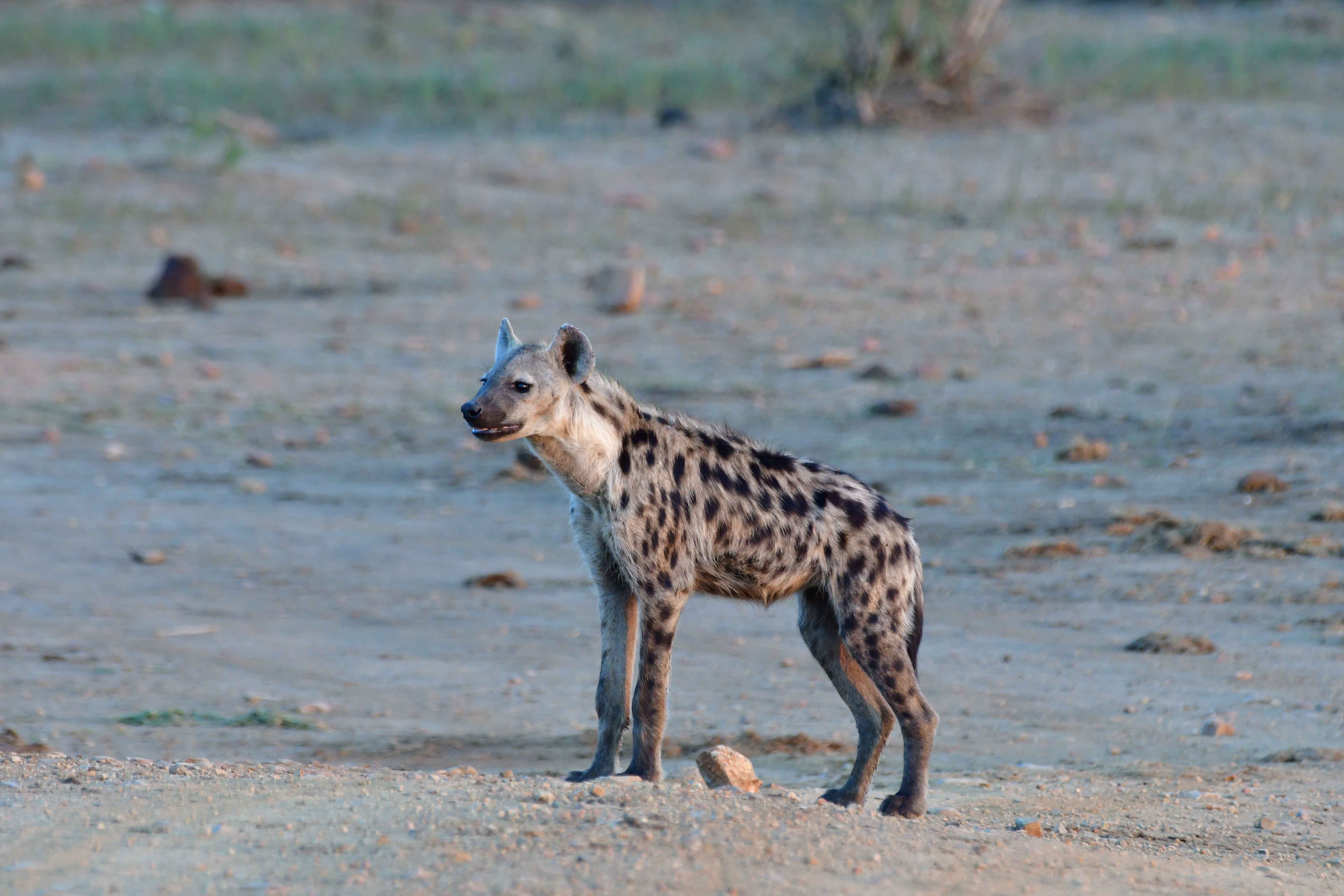 Spotted hyena at Tlou dam