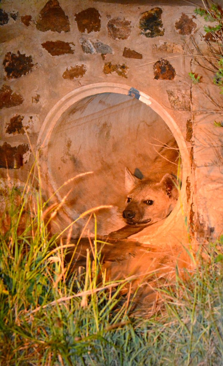 Hyena image taken on a night drive with Buffalo Ridge Lodge Madikwe