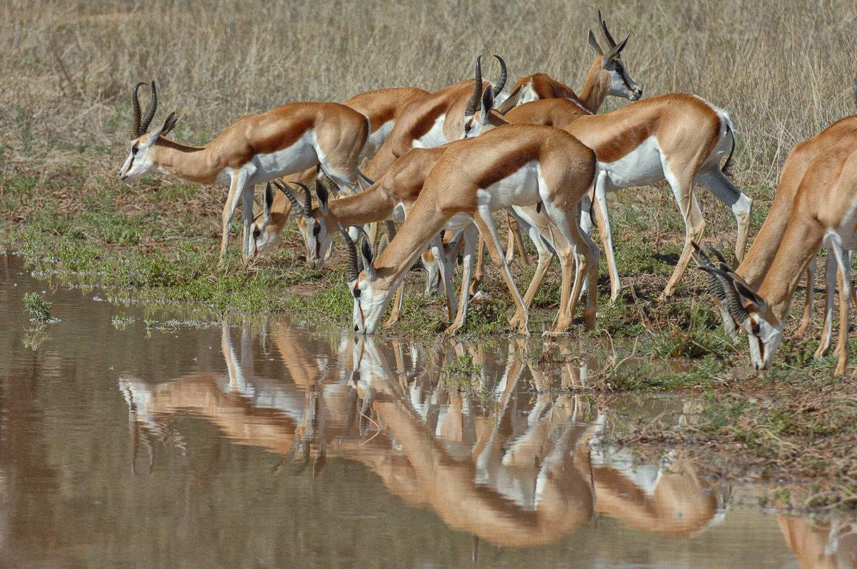 Springbok drinking from puddle in road in the Kalahari