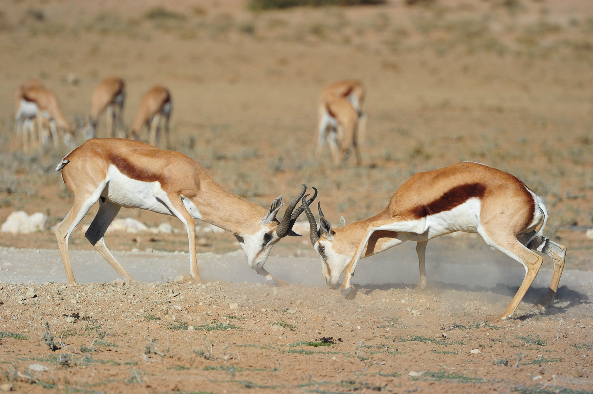 Springboks fighting in the Kalahari