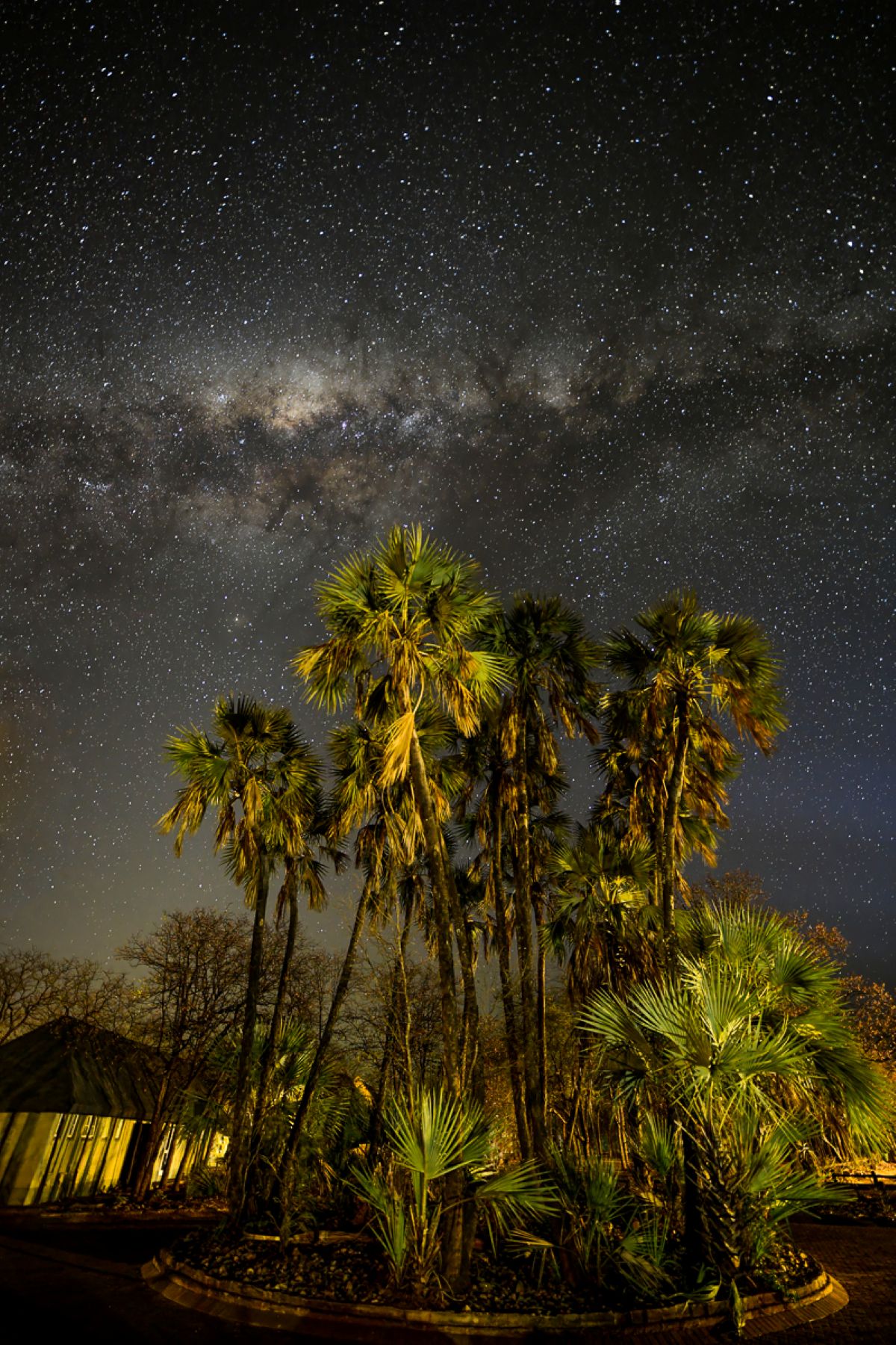 Milky way with palm trees at Shingwedzi camp in the Kruger