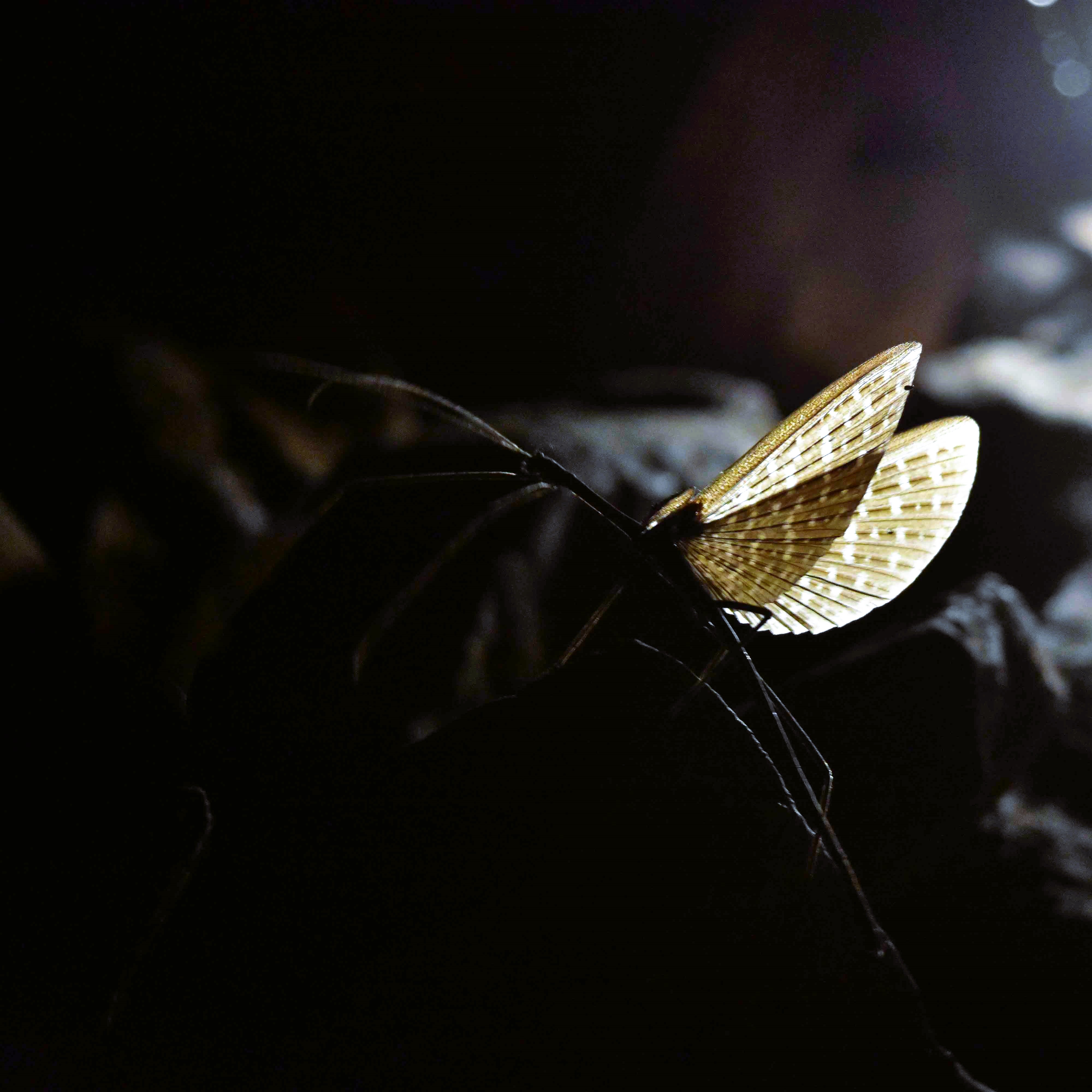 Stick insect at night