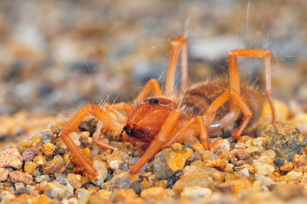 Sun Spider image taken in the Kruger National Park