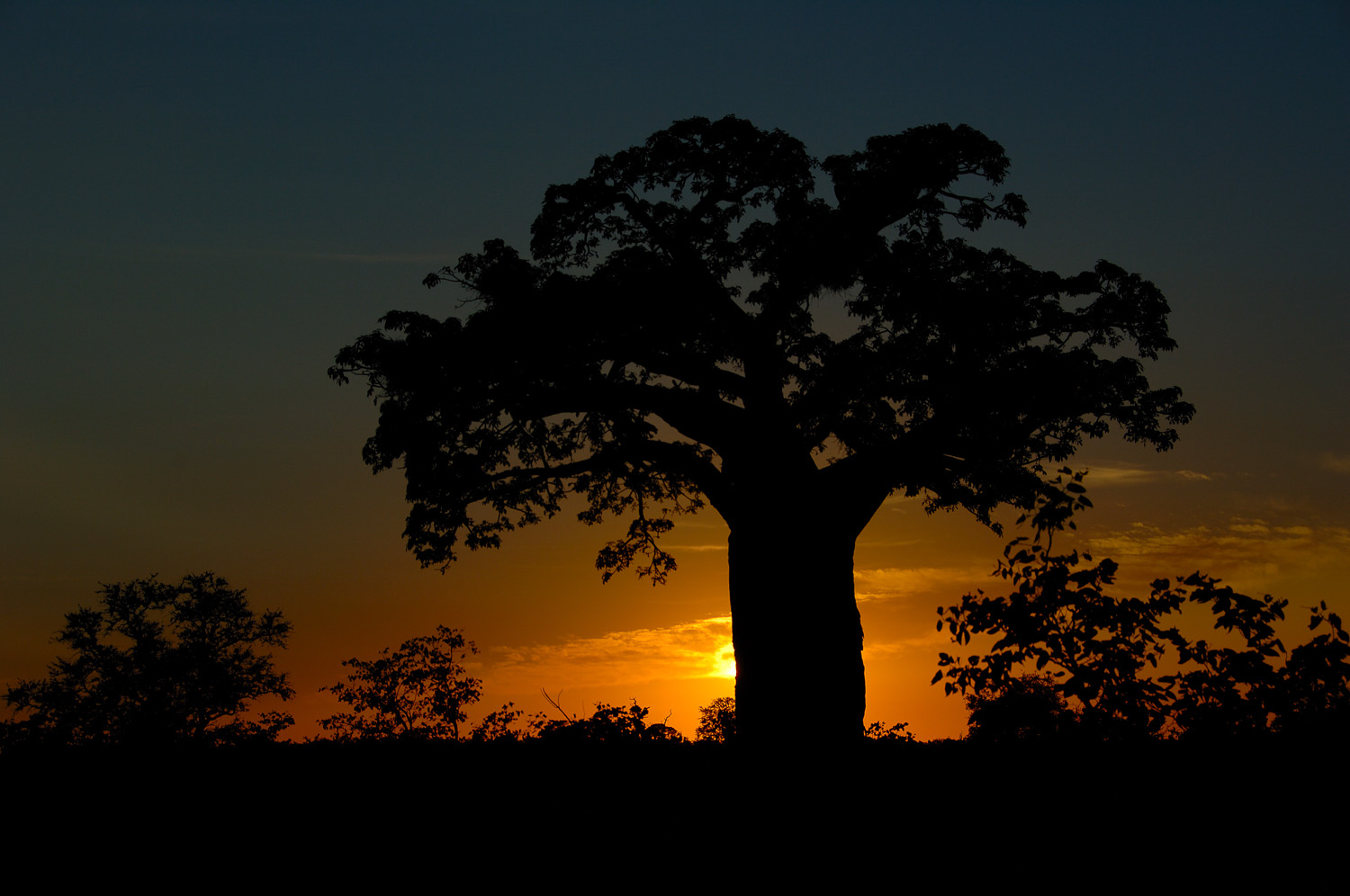 Baobab Sunrise on the H1-8 on your way to Pafuri in the Northern Kruger National Park