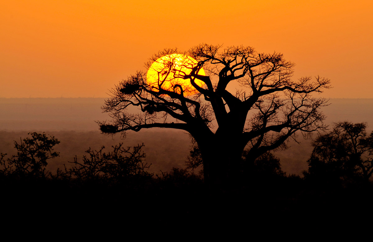 Baobab sunrise near Punda Maria in the Kruger National Park