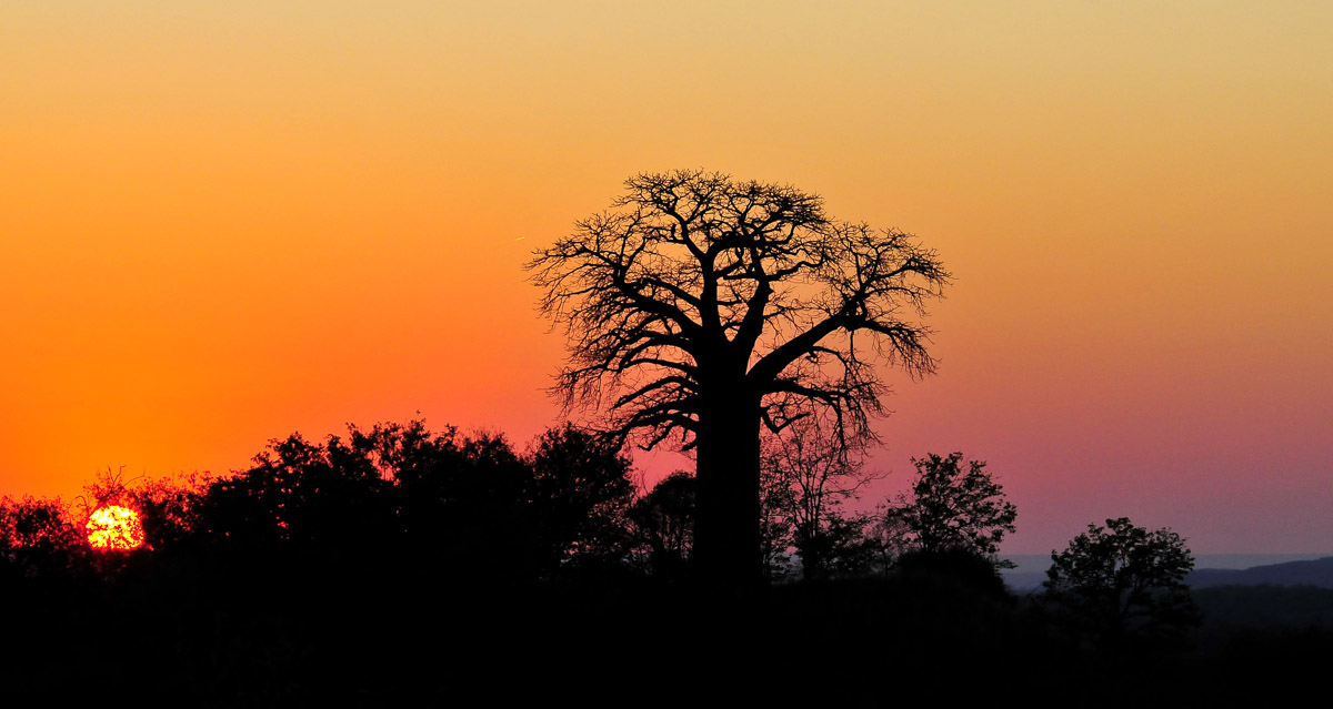 Sunrise at Baobab Hill near Pafuri in the Northern Kruger National Park
