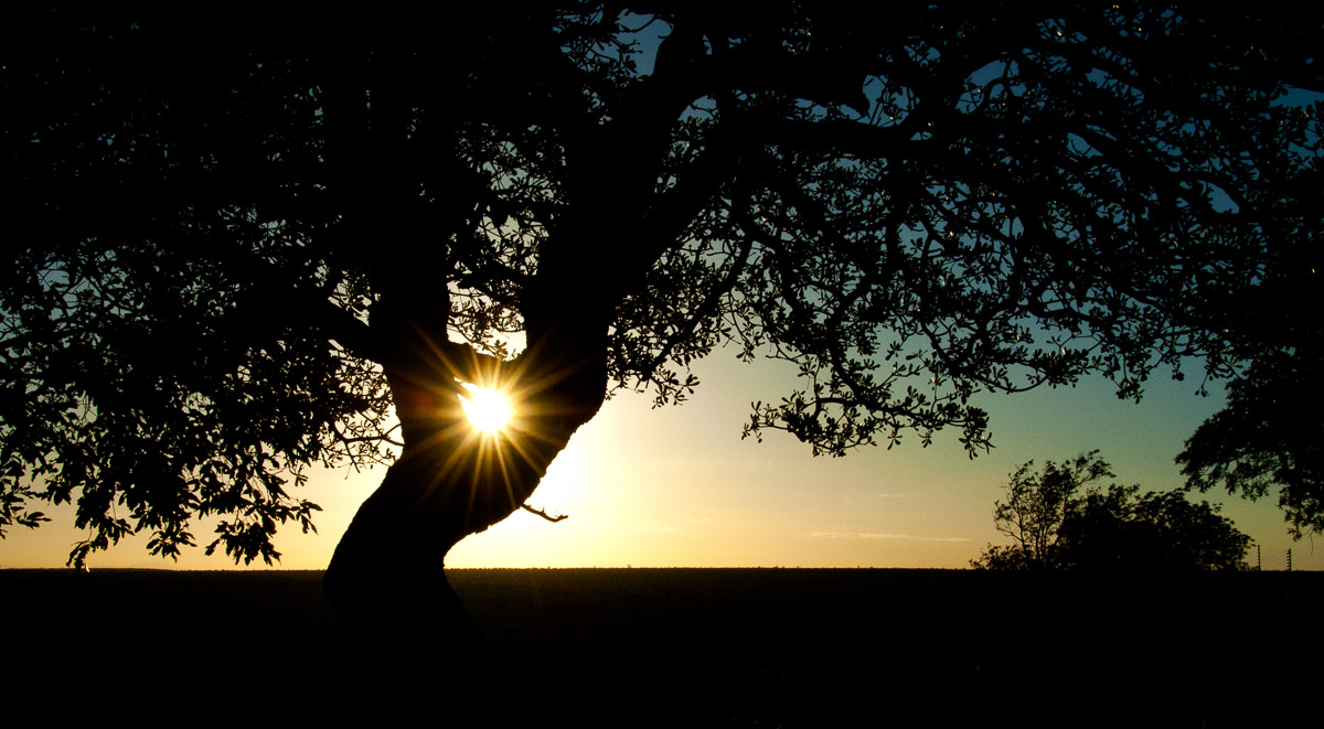 Sunset through the tree at bungalow 9 in Olifants Camp