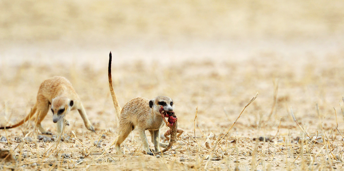 Suricate with Gecko image taken near Twee Rivieren camp