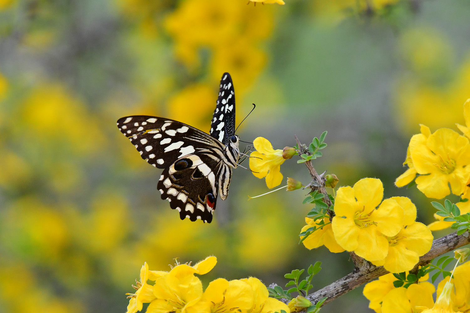 Citrus Swallowtail butterfly on an Eastern Rhigozum flower